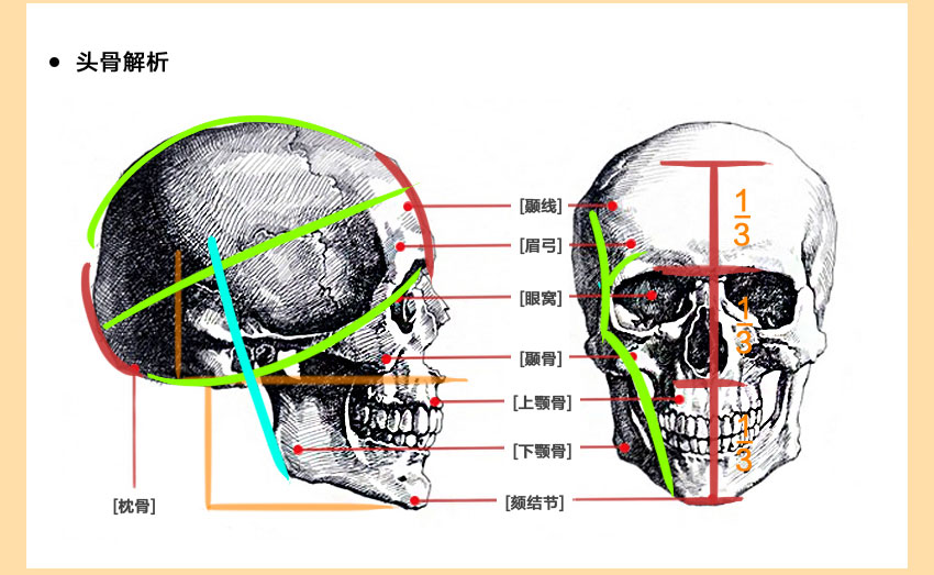 人体结构系统教程，全面掌握人体结构，夯实绘画基础_系统全面的平面设计培训、自学教程推荐,尽在平面设计学习日记网(www.xxriji.cn)