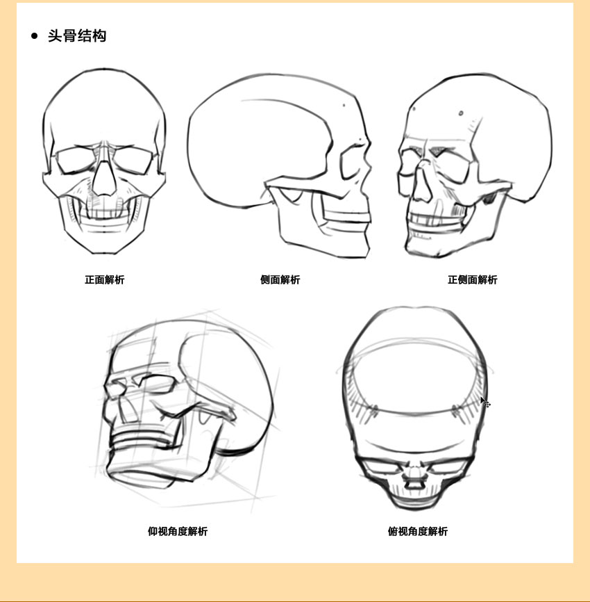 人体结构系统教程，全面掌握人体结构，夯实绘画基础_系统全面的平面设计培训、自学教程推荐,尽在平面设计学习日记网(www.xxriji.cn)