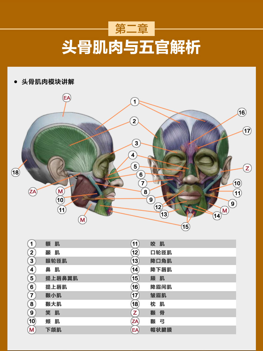 人体结构系统教程，全面掌握人体结构，夯实绘画基础_系统全面的平面设计培训、自学教程推荐,尽在平面设计学习日记网(www.xxriji.cn)