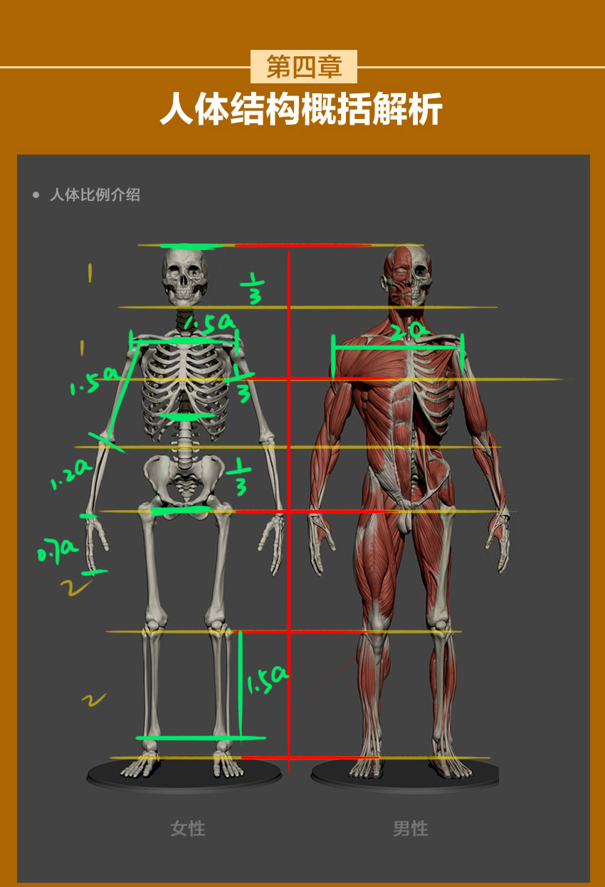 人体结构系统教程，全面掌握人体结构，夯实绘画基础_系统全面的平面设计培训、自学教程推荐,尽在平面设计学习日记网(www.xxriji.cn)