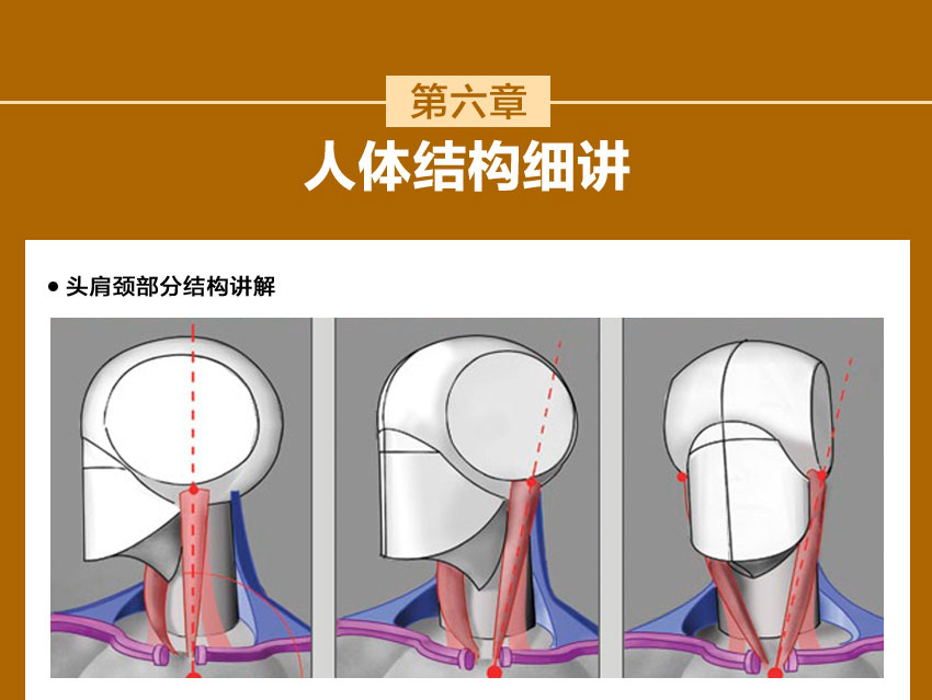 人体结构系统教程，全面掌握人体结构，夯实绘画基础_系统全面的平面设计培训、自学教程推荐,尽在平面设计学习日记网(www.xxriji.cn)