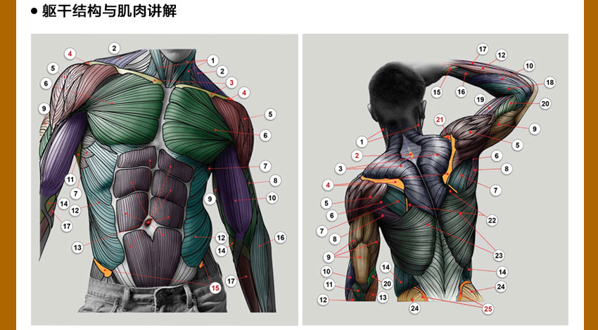 人体结构系统教程，全面掌握人体结构，夯实绘画基础_系统全面的平面设计培训、自学教程推荐,尽在平面设计学习日记网(www.xxriji.cn)