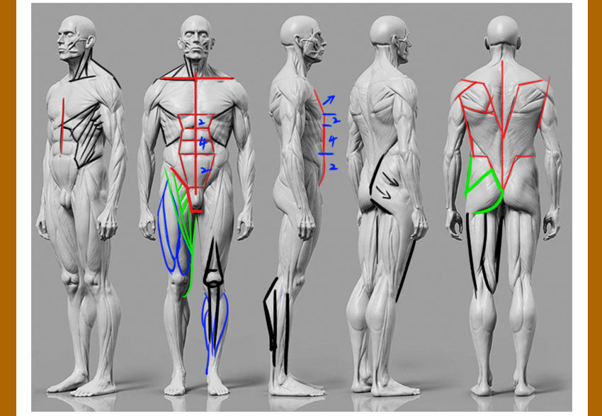 人体结构系统教程，全面掌握人体结构，夯实绘画基础_系统全面的平面设计培训、自学教程推荐,尽在平面设计学习日记网(www.xxriji.cn)