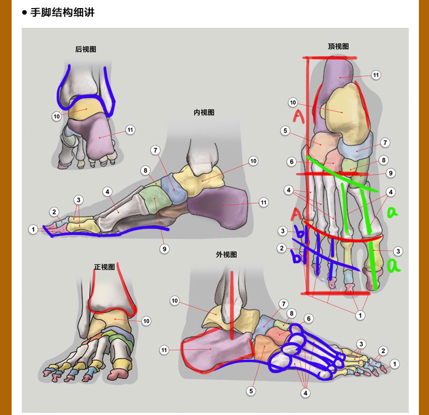 人体结构系统教程，全面掌握人体结构，夯实绘画基础_系统全面的平面设计培训、自学教程推荐,尽在平面设计学习日记网(www.xxriji.cn)