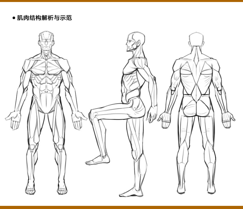 人体结构系统教程，全面掌握人体结构，夯实绘画基础_系统全面的平面设计培训、自学教程推荐,尽在平面设计学习日记网(www.xxriji.cn)