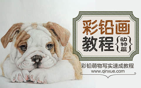 彩铅画教程-动物篇
